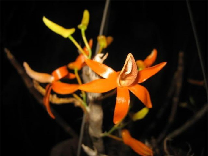  Đúng như tên gọi của nó, lan đơn cam thường có màu cam, đôi khi còn có màu cánh dán. Trên cánh hoa có những họa tiết đường vân rực rỡ. Ảnh: thienlyfarm.