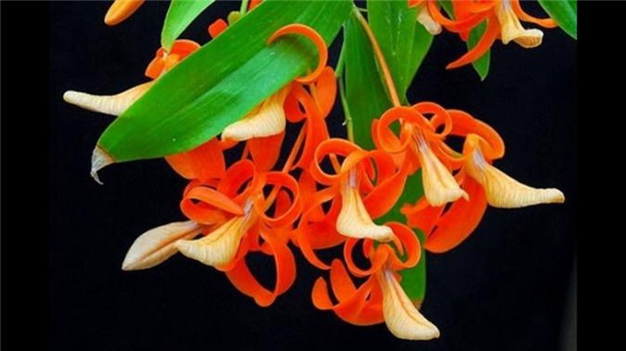 Lan đơn cam ra hoa từ tháng 2 đến tháng 5, sống trên các bụi cây và trên cây. Ảnh: ytimg.