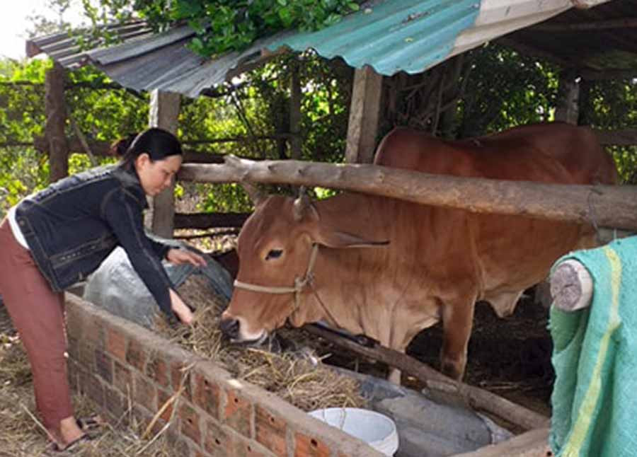  Nhờ được hỗ trợ vay vốn, bà Huỳnh Thị Ái Nga đã đầu tư nuôi bò để tăng thu nhập. Ảnh: H.T