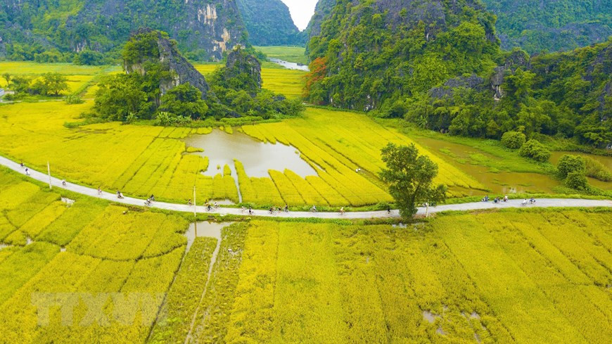  Du khách quốc tế đạp xe tham quan và trải nghiệm cuộc sống nơi đây vào mùa lúa chín