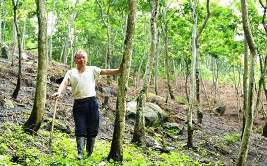 Rừng gỗ sưa tiền tỷ của ông Đặng Văn San tại xã Bản Qua, huyện Bát Xát (Lào Cai).