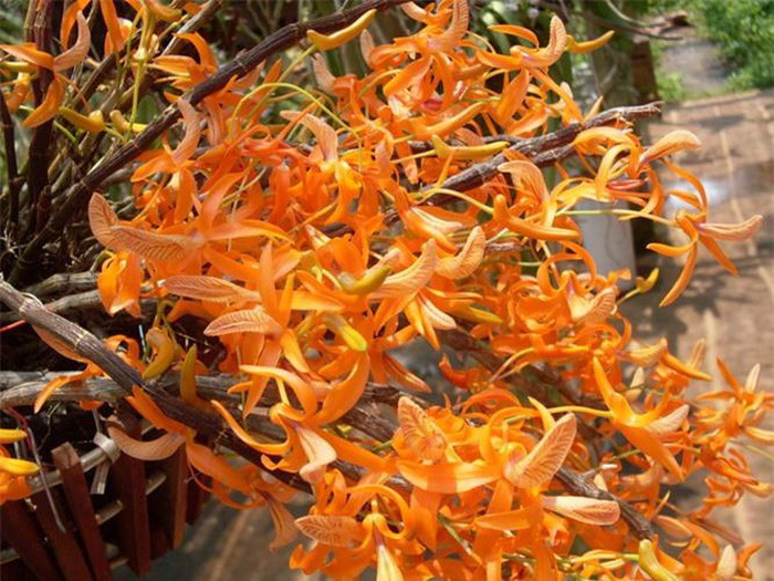 Lan đơn cam có tên khoa học là Dendrobium unicum, có nguồn gốc ở các nước Đông Nam Á như Lào, Việt Nam, Indonesia, Malaysia... Ảnh: vuonhoalan.