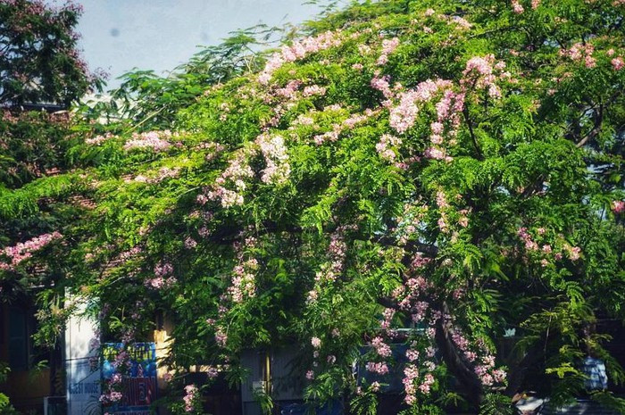 Những bông hoa khoe sắc hồng dịu nhẹ, tỏa hương thơm tạo cho con người cảm giác lãng mạn nên thơ