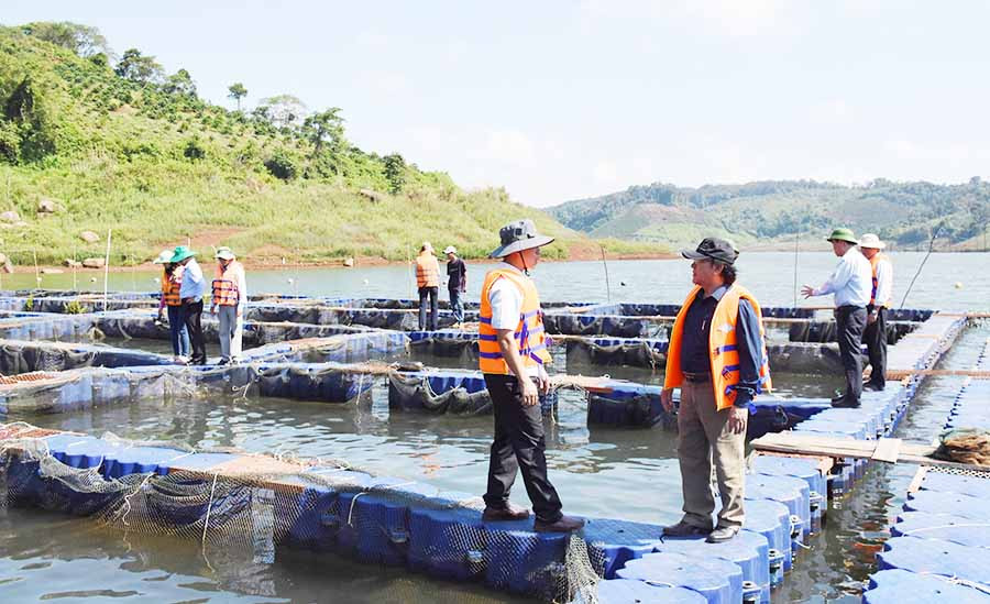 Đoàn giám sát của HĐND tỉnh kiểm tra thực tế mô hình nuôi cá tầm thương phẩm tại hồ chứa Vĩnh Sơn, huyện Kbang. Ảnh: N.T