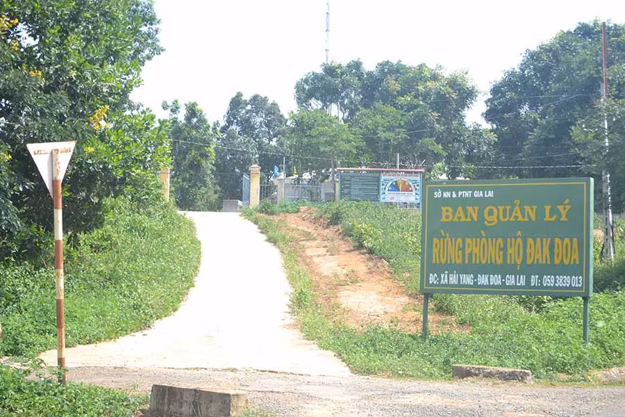 Ban Quản lý Rừng phòng hộ Đak Đoa. Ảnh: H.C
