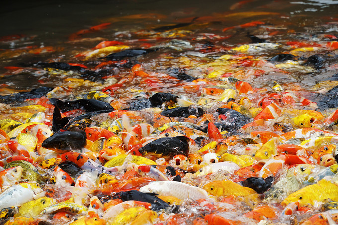 Cá Koi ngũ sắc là một trong những "đặc sản" níu chân khách ở đây. Đàn cá hàng nghìn con vẫy nước liên tục khi có người cho ăn khiến không khí trở nên sôi động. Cá Koi ngũ sắc là một trong những