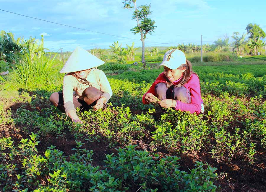 Chị H’Hen vẫn hay hát dân ca cho bé H’Selly nghe mỗi khi hai mẹ con ra đồng cùng nhau. Ảnh: Hồng Thi Chị H’Hen vẫn hay hát dân ca cho bé H’Selly nghe mỗi khi hai mẹ con ra đồng cùng nhau. Ảnh: Hồng Thi.