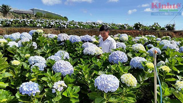 Chủ nhân Nguyễn Văn Trung giữa cánh đồng cẩm tú cầu mênh mông khoe sắc mỗi ngày.