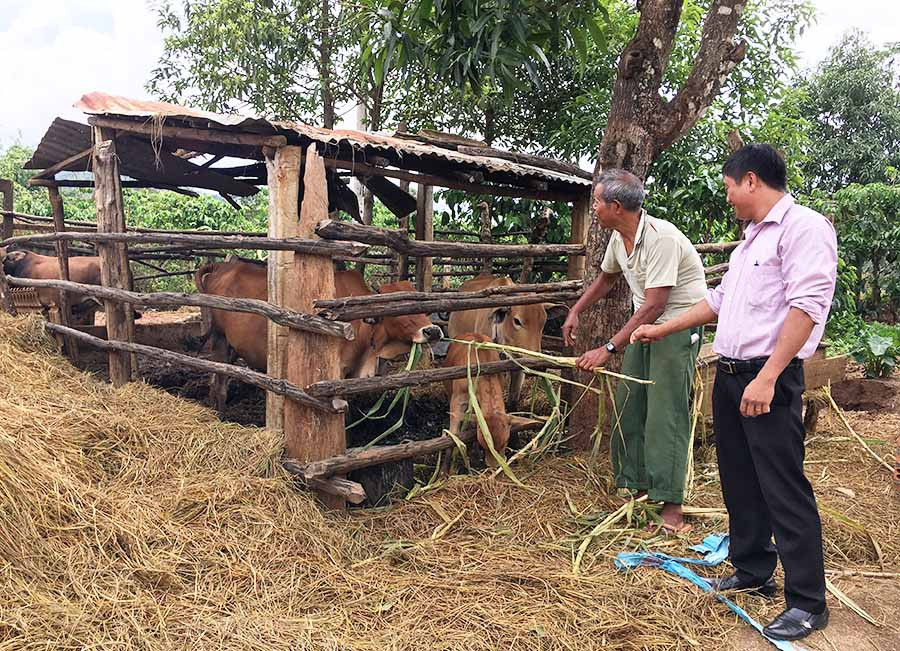  Trên 60% số hộ chăn nuôi ở làng Kênh đã làm chuồng trại hợp vệ sinh. Ảnh: V.T