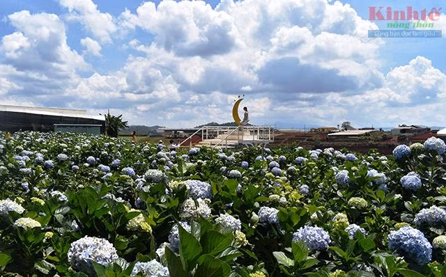 Check in trên cây cầu tình yêu lơ lửng tầng cao của cánh đồng cẩm tú cầu Đà Lạt.
