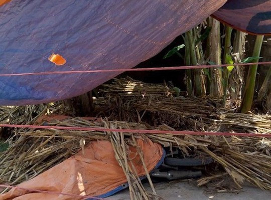 Sau khi sát hại anh họ, Hồ Đăng Kế lấy cây ngô, bạt che giấu thi thể nạn nhân