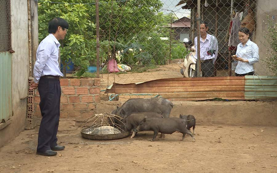 Cựu chiến binh Đặng Văn Hăng đang chăm sóc heo rừng lai của gia đình. Ảnh: L.H Cựu chiến binh Đặng Văn Hăng đang chăm sóc heo rừng lai của gia đình. Ảnh: L.H