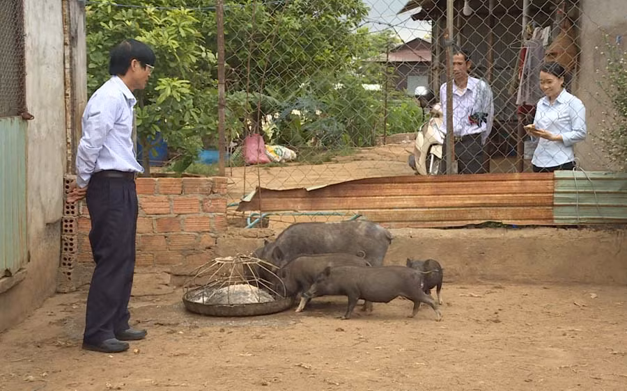 Cựu chiến binh Đặng Văn Hăng đang chăm sóc heo rừng lai của gia đình. Ảnh: L.H