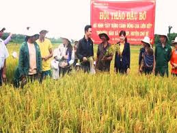 Mô hình cánh đồng lúa liên kết giảm được chi phí đầu tư đồng thời tăng năng suất. (ảnh internet)