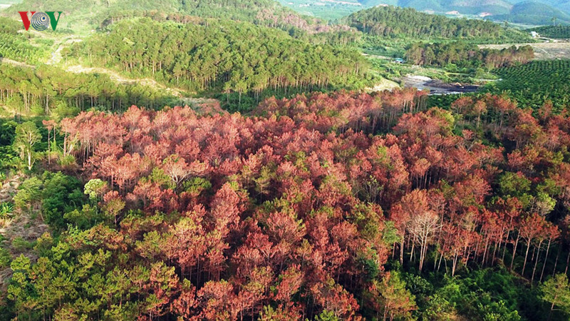 Thủ đoạn phổ biến nhất là ken cây, bơm hóa chất cho cây rừng chết đứng sau đó chặt hạ Thủ đoạn phổ biến nhất là ken cây, bơm hóa chất cho cây rừng chết đứng sau đó chặt hạ