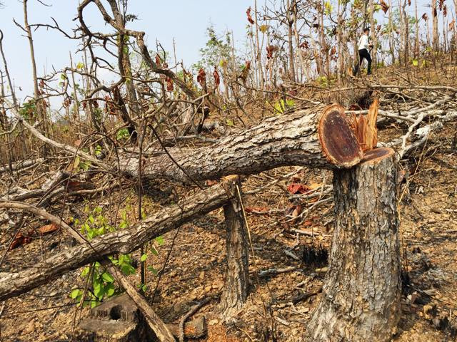 Rừng phòng hộ Buôn Đôn tại tiểu khu 444, xã Krông Na, huyện Buôn Đôn, tỉnh Đác Lắc bị tàn phá.