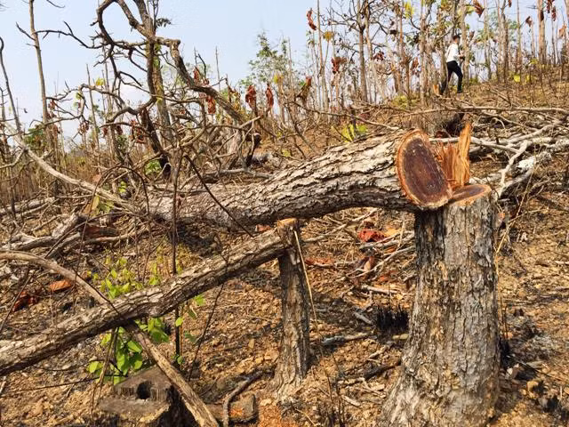 Rừng phòng hộ Buôn Đôn tại tiểu khu 444, xã Krông Na, huyện Buôn Đôn, tỉnh Đác Lắc bị tàn phá.