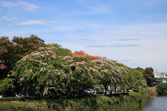  Vẻ đẹp của hoa hòa với sắc màu của những ngôi nhà, góc phố tạo nên những nét tươi mới
