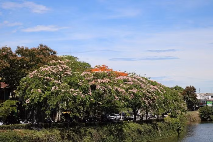  Vẻ đẹp của hoa hòa với sắc màu của những ngôi nhà, góc phố tạo nên những nét tươi mới