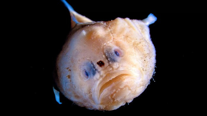 Cận cảnh loài Coffinfish. Ảnh: Paulo Oliveira/Alamy.