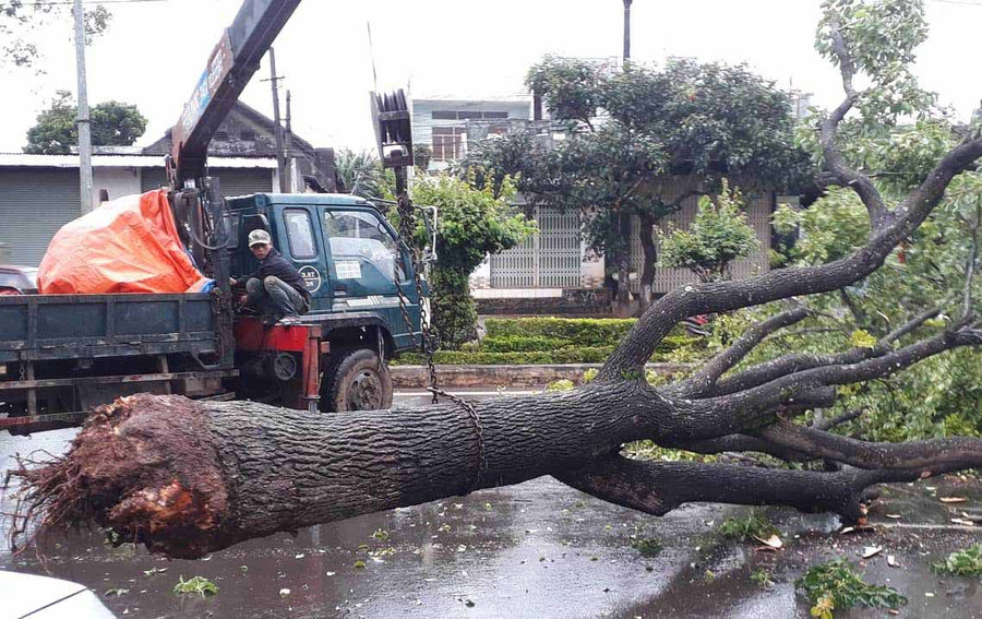 Cây xanh bị đổ ngã. Ảnh: Hoành Sơn