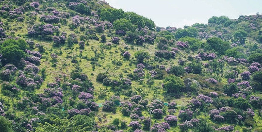  Rừng hoa bằng lăng nở tím trên núi Tàu