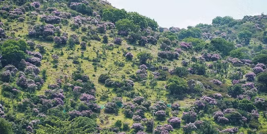  Rừng hoa bằng lăng nở tím trên núi Tàu