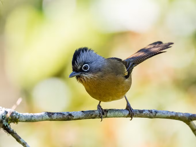 Khướu vằn đầu đen là loài đặc hữu của Việt Nam và Lào, được phát hiện ở Ngọc Linh năm 1996. Loài chim này thường sinh sống ở độ cao từ 1.100 m đến 2.400 m.