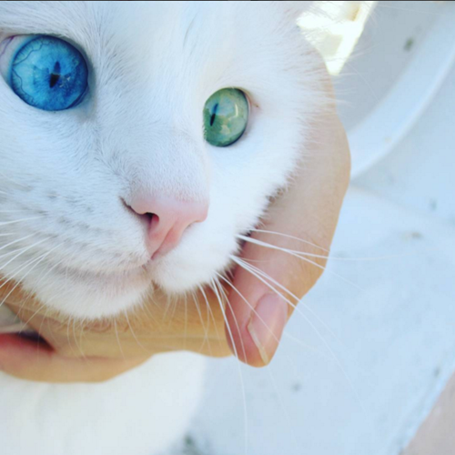 Chú mèo thu hút khá nhiều sự chú ý không chỉ ở trên mạng xã hội mà còn ở ngoài đời. (ảnh: Bored Panda/Instargram)