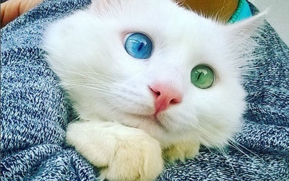 Hiện tại, trang cá nhân của Alos trên Instargram đã có 10.000 người theo dõi, và con số này đang tiếp tục tăng thêm. (ảnh: Bored Panda/Instargram).