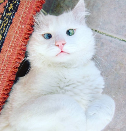 Không chỉ đặc biệt về màu mắt, chú mèo này cũng có bộ lông trắng muốt rất đẹp và hút ánh nhìn. (ảnh: Bored Panda/Instargram).
