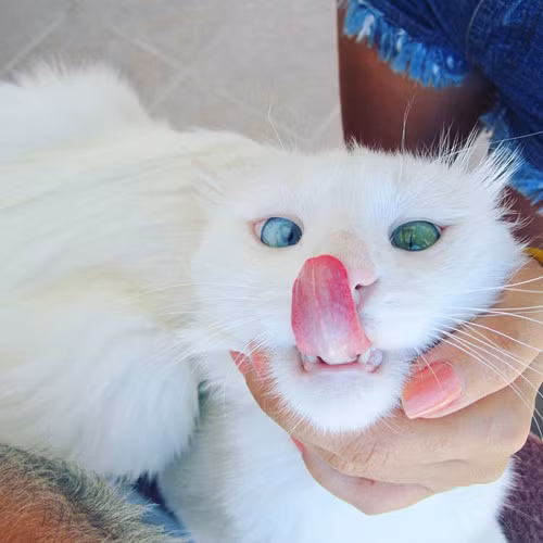 Anh Burcu Kaynak, chủ nhân của chú mèo chia sẻ: 