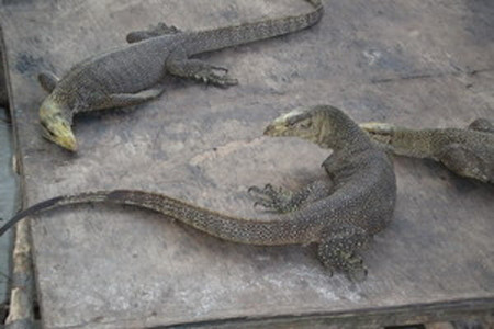 Đak Nông thả 19kg kỳ đà quý hiếm trở lại rừng ảnh 1