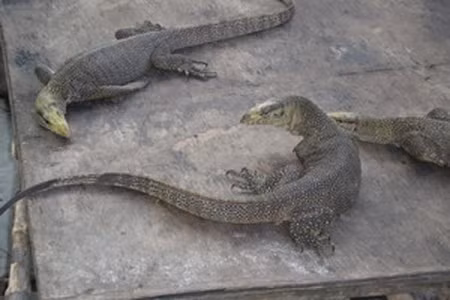 Đak Nông thả 19kg kỳ đà quý hiếm trở lại rừng ảnh 1