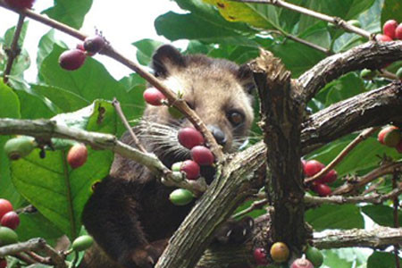 Chồn Hương trong vườn cà phê. Ảnh: H.T 