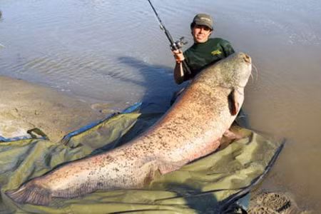 Roberto Godi, một tay câu cá gan dạ ở Ý, vừa bắt được một con cá da trơn khổng lồ: nó dài 2,46m và nặng đến 113kg! Theo Daily Mail, đây là con cá nước ngọt lớn nhất châu Âu và thế giới mà con người bắt được. 