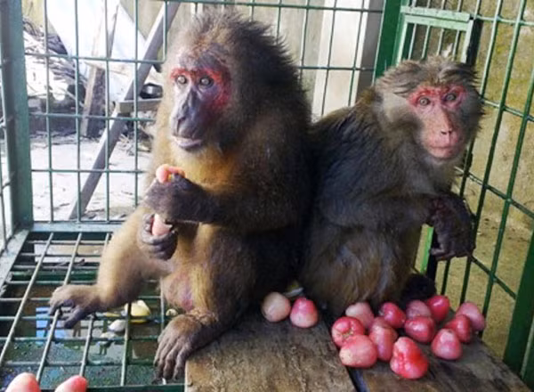 Hai chú khỉ quý được giải cứu. Ảnh: Quang Sang