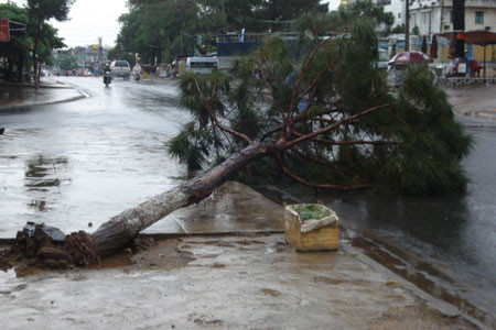 Một số cây xanh bị gió quật ngã. Ảnh: Nguyễn Diệp