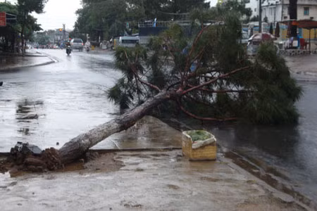 Một số cây xanh bị gió quật ngã. Ảnh: Nguyễn Diệp