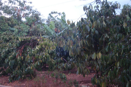 Cà phê tại huyện Đak Đoa đón nhận “mưa vàng”. Ảnh: Nguyễn Diệp