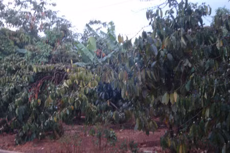 Cà phê tại huyện Đak Đoa đón nhận “mưa vàng”. Ảnh: Nguyễn Diệp