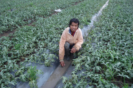 Nông dân xã An Phú-TP.Pleiku mừng vì mưa đã cứu ruộng dưa. Ảnh: Nguyễn Diệp