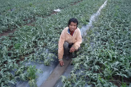 Nông dân xã An Phú-TP.Pleiku mừng vì mưa đã cứu ruộng dưa. Ảnh: Nguyễn Diệp