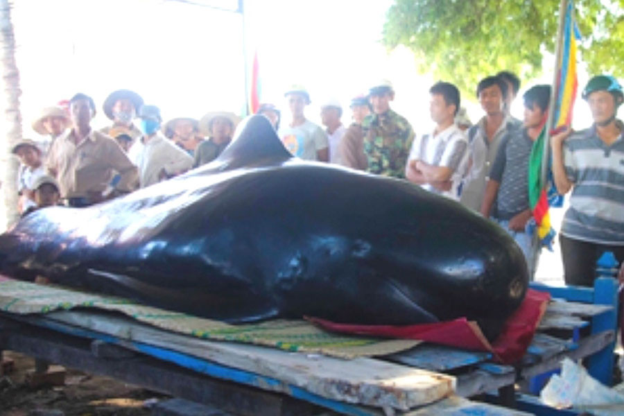 Người dân xã Vạn Lương chuẩn bị thờ cúng cá ông. Ảnh: Bình Nguyên Người dân xã Vạn Lương chuẩn bị thờ cúng cá ông. Ảnh: Bình Nguyên