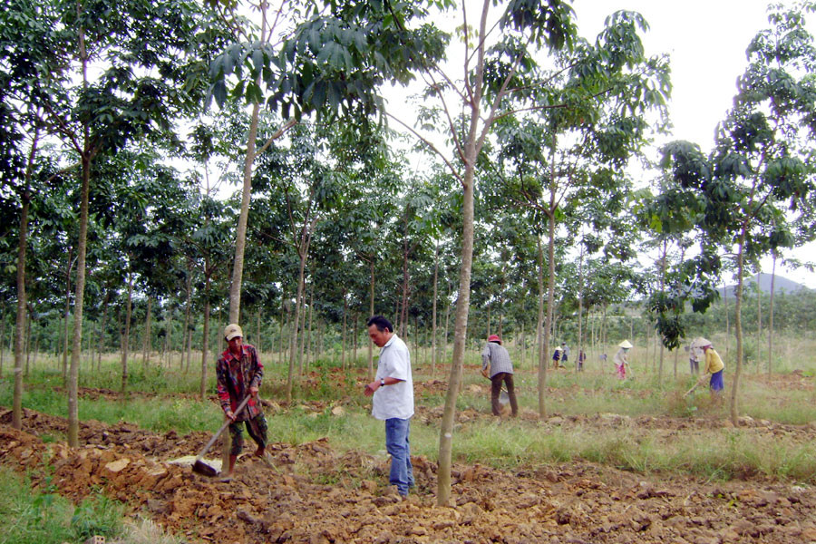 Giải quyết việc làm cho hộ nghèo làm công nhân cao su ở huyện Chư Prông. Ảnh: Đ.Y Giải quyết việc làm cho hộ nghèo làm công nhân cao su ở huyện Chư Prông. Ảnh: Đ.Y