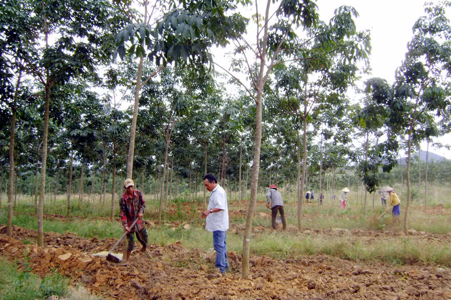 Giải quyết việc làm cho hộ nghèo làm công nhân cao su ở huyện Chư Prông. Ảnh: Đ.Y