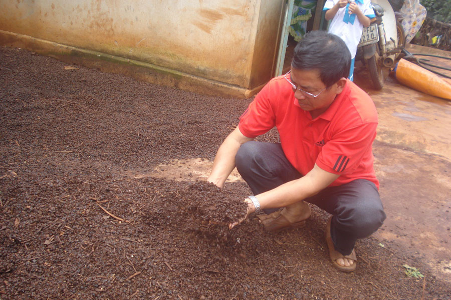 Cà phê nảy mầm của gia đình anh Nguyễn Mạnh Đề. Ảnh: Nguyễn Diệp Cà phê nảy mầm của gia đình anh Nguyễn Mạnh Đề. Ảnh: Nguyễn Diệp