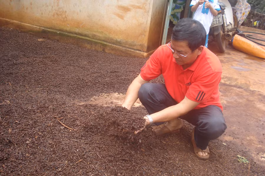 Cà phê nảy mầm của gia đình anh Nguyễn Mạnh Đề. Ảnh: Nguyễn Diệp