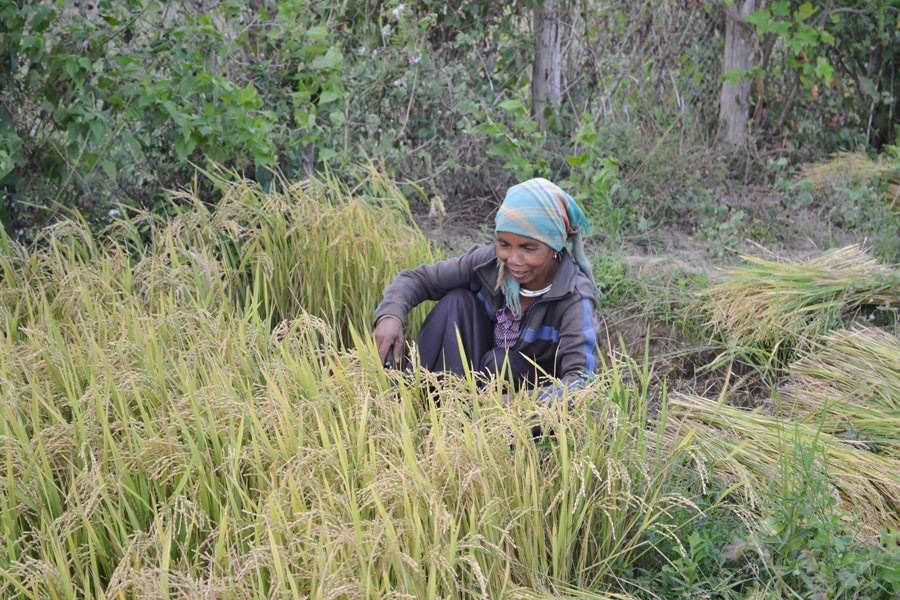 Nông dân xã Ia Malh-Krông Pa thu hoạch vụ mùa. Ảnh Lê Hòa Nông dân xã Ia Malh-Krông Pa thu hoạch vụ mùa. Ảnh Lê Hòa