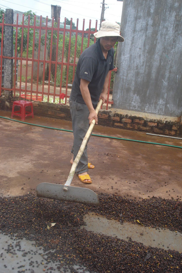 Cà phê không thể phơi được. Ảnh: Nguyễn Diệp Cà phê không thể phơi được. Ảnh: Nguyễn Diệp